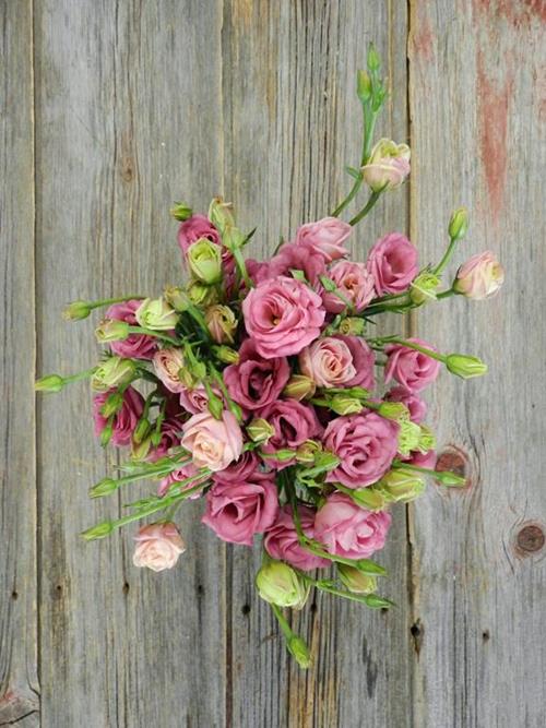 PINK LISIANTHUS